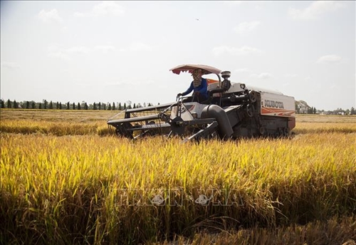 Giá lúa gạo hôm nay (ngày 15-1): Duy trì ổn định